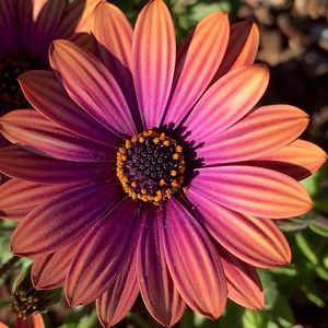 Meet your Posher, Chloe